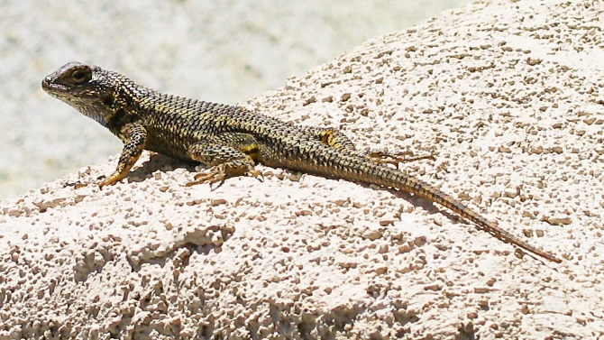 The San Elijo Lizard