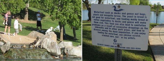 Ducks being fed bread and a useless sign forbidding it.